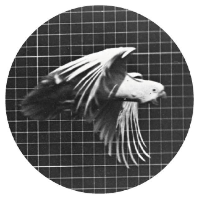 Cover Image of release - Serenade EP