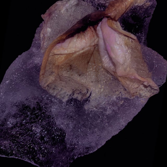 Image of COURTOISYD03